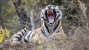 Top Amazing Destinations of India-Land of the White Tiger, Rewa